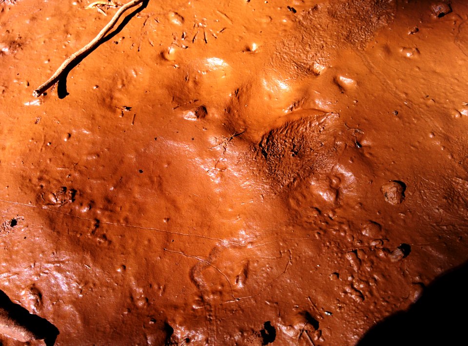 Black bear track