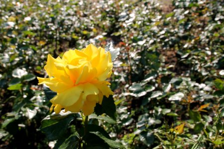 gelbe Rose