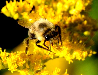 Bumblebee on goldenrod photo