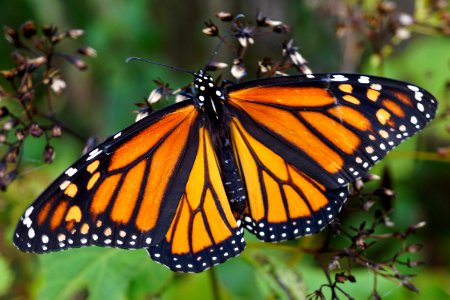 Monarch Butterfly