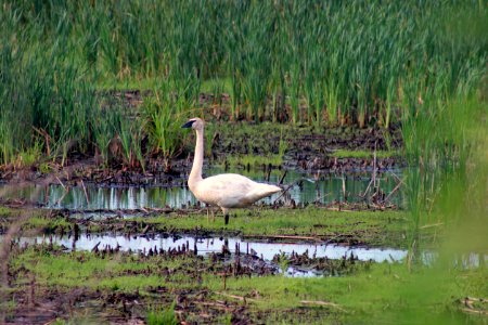 Trumpeter Swan photo