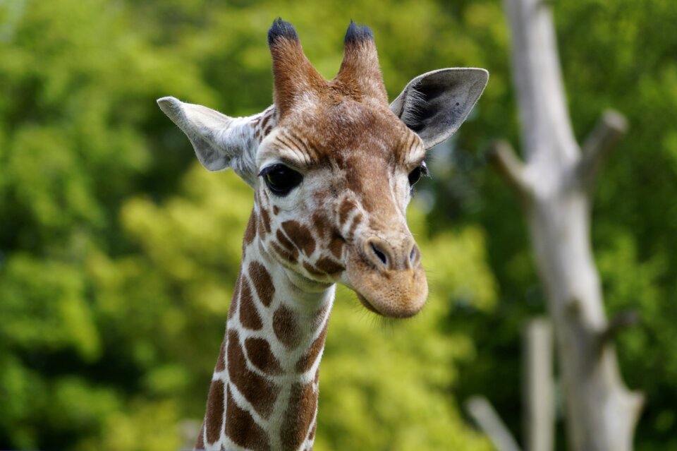 Nature wildlife animal