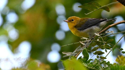 Young Prothonotary Warbler