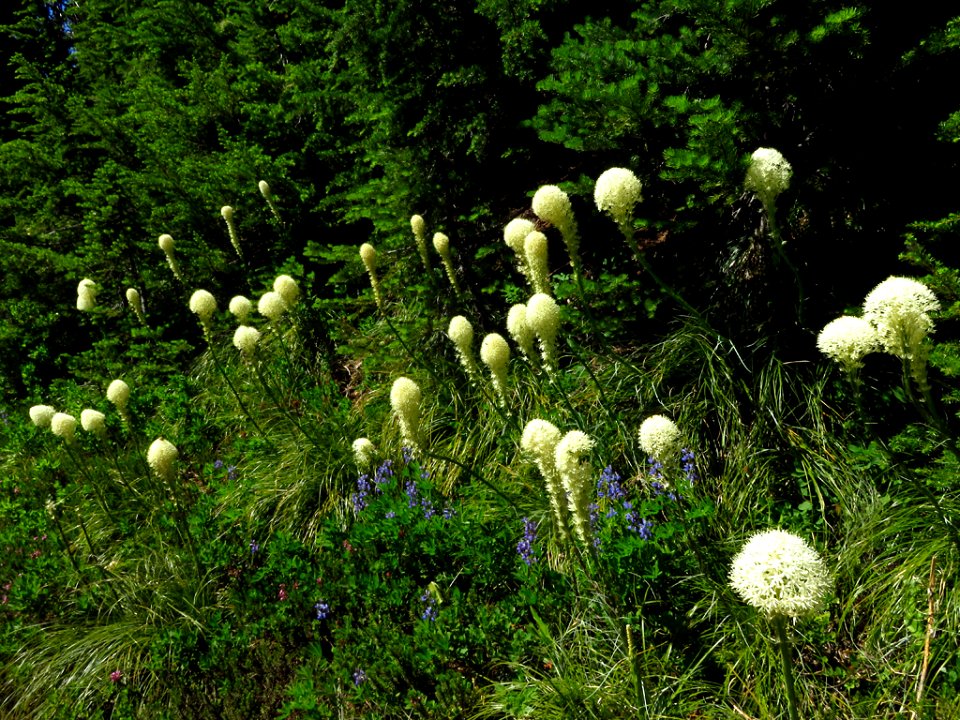 Bear Grass at Mt. Rainier NP in WA