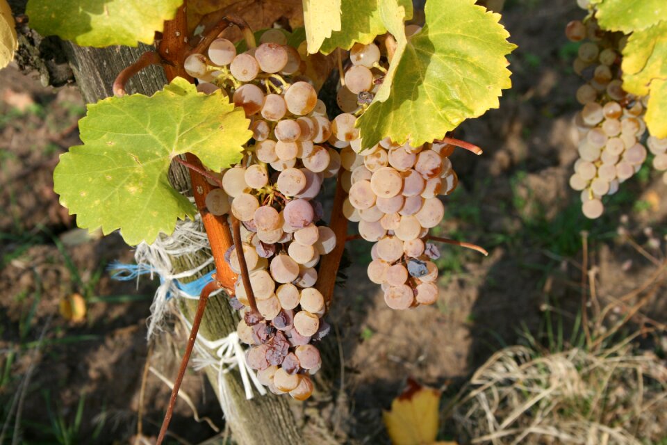 Fruit nature white grapes