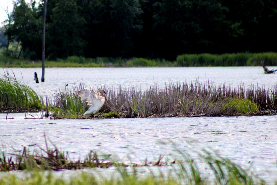 Trumpeter Swan at Sherburne National Wildlife Refuge
