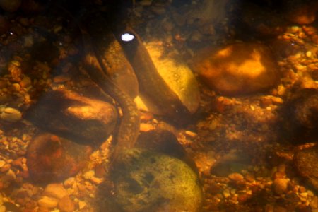 Sea Lamprey at their Mating Grounds photo