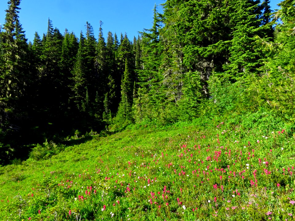 Wildflowers at Mt. Rainier NP in WA