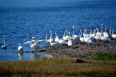 Trumpeter Swans photo