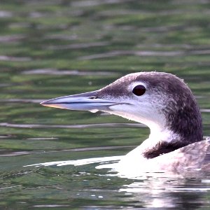 Common Loon