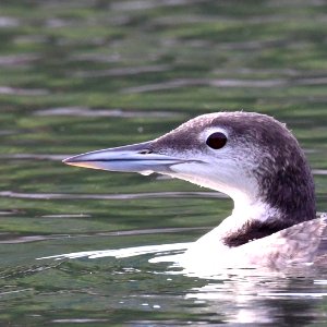 Common Loon photo