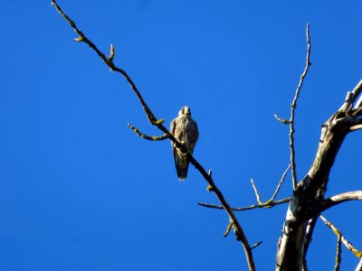 Hawk at Steigerwald Lake NWR in WA