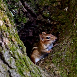 Eastern Chipmunk photo