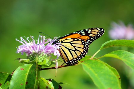 Monarch Butterfly on Wild Bergamot photo