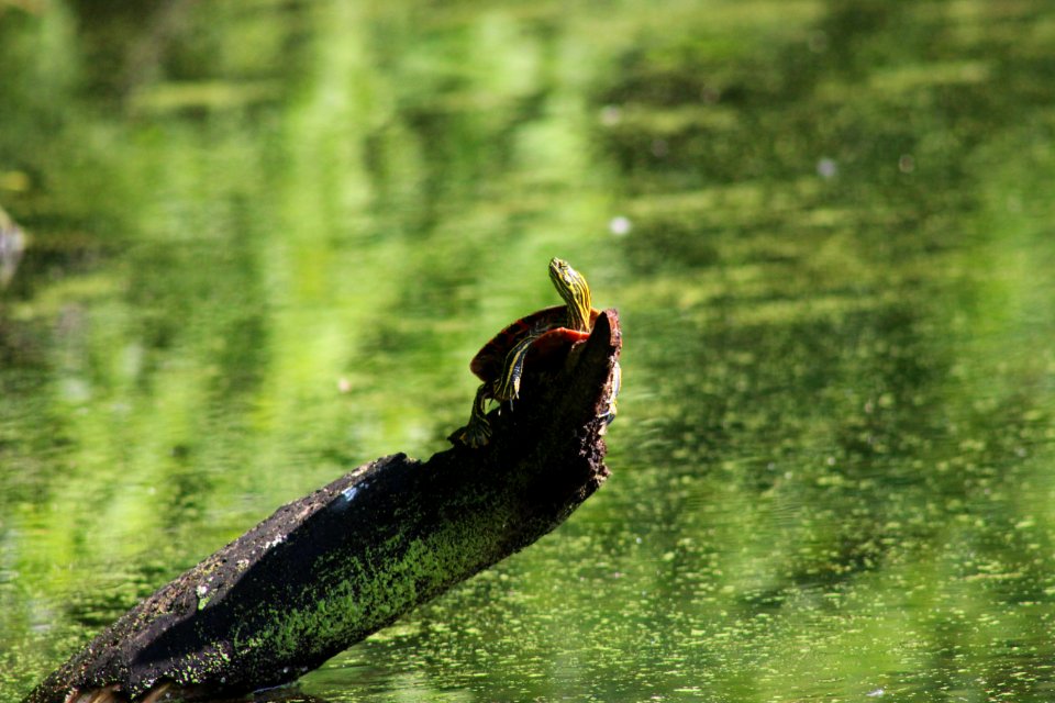 Western Painted Turtle