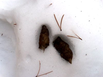 February 2010 Lynx Tracking