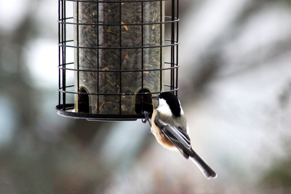 Black-capped Chickadee