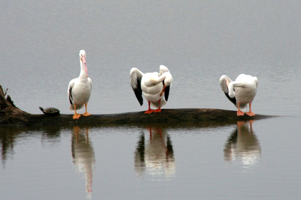 Pelicans Riverlands