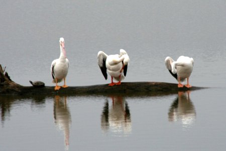 Pelicans Riverlands