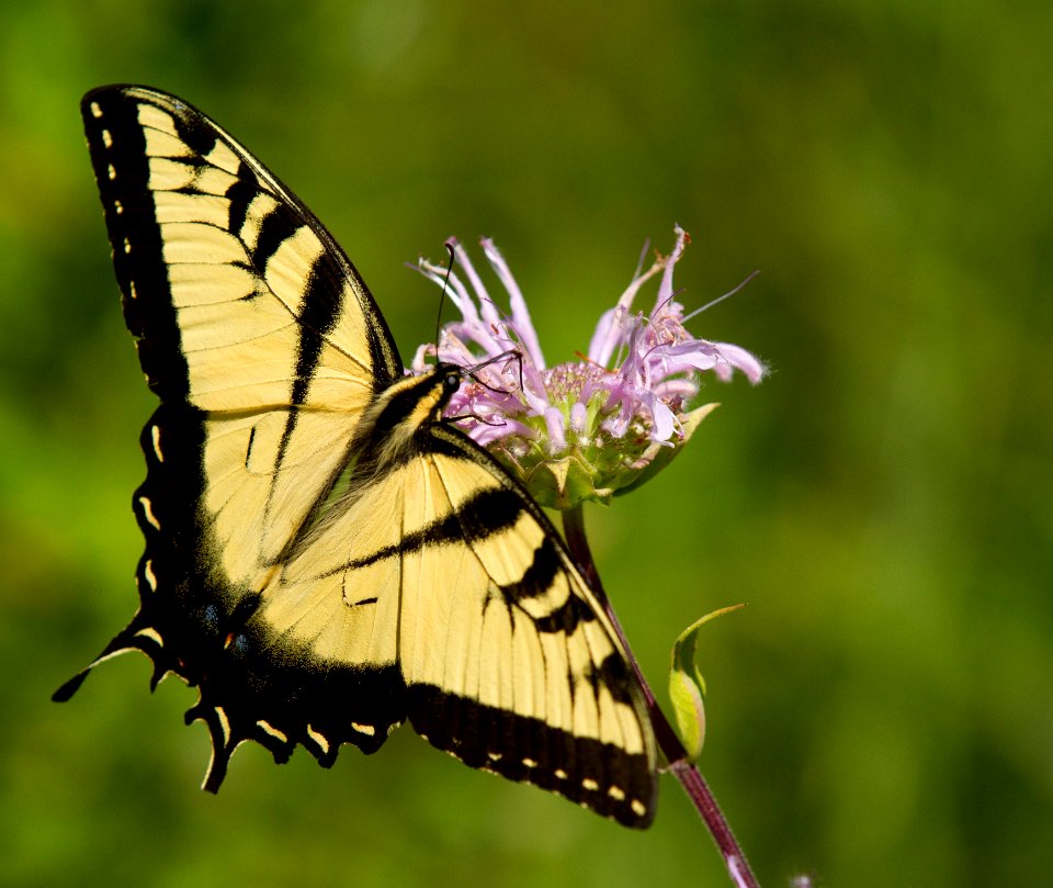 Eastern Tiger Swallowtail