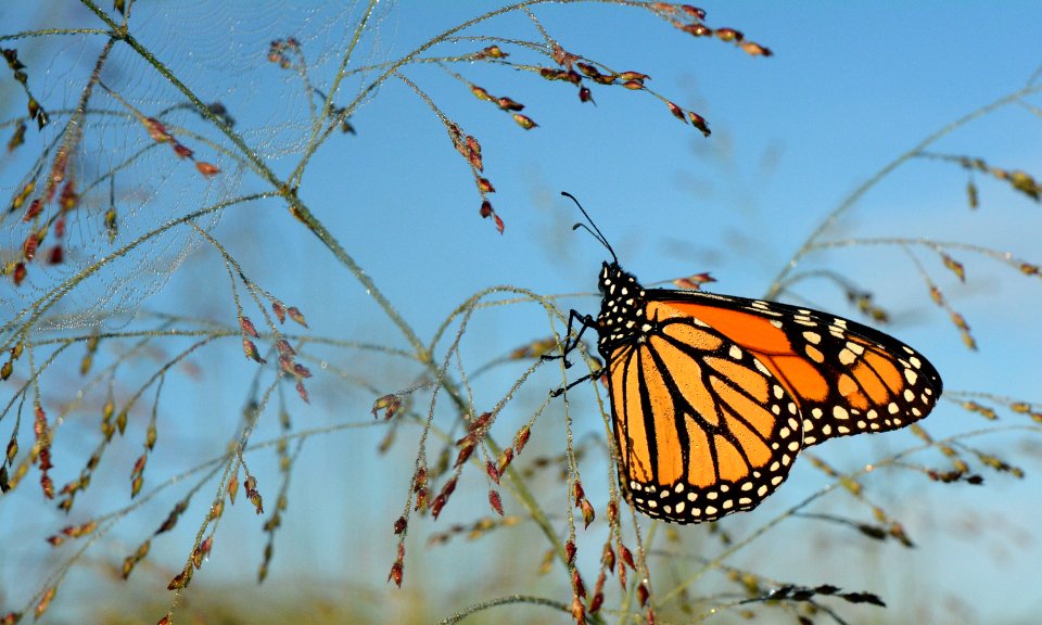 Monarch on switchgrass