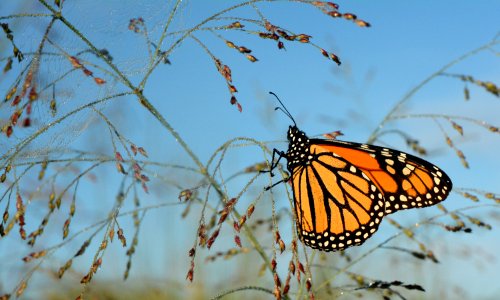 Monarch on switchgrass photo