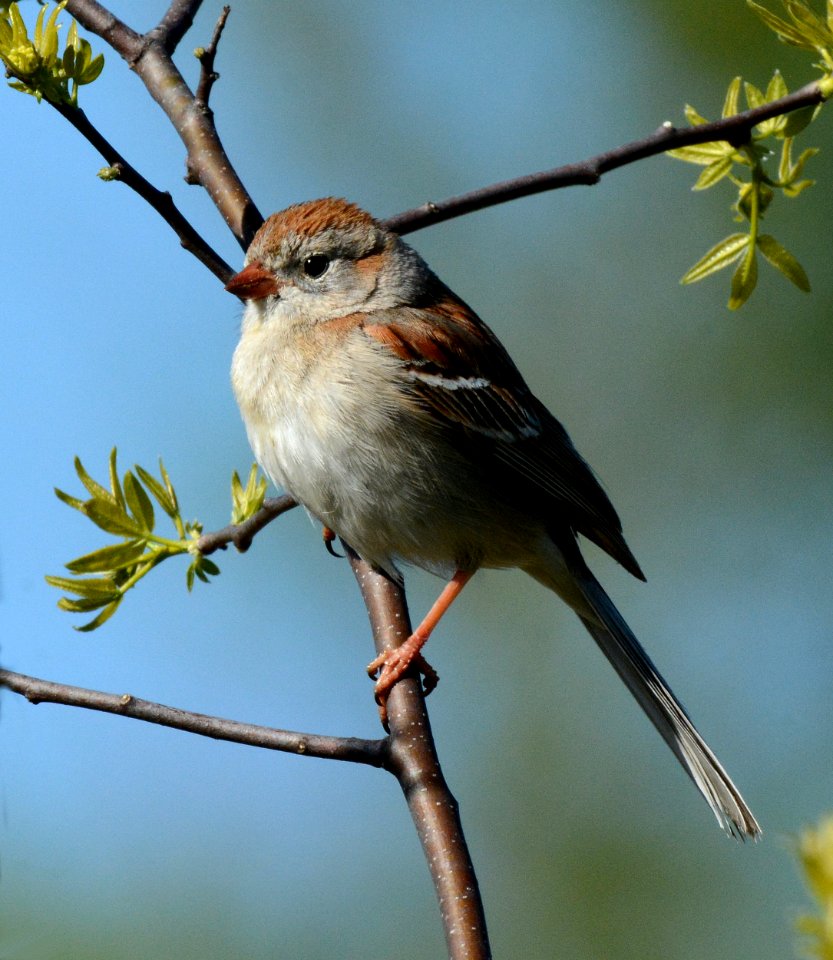 Field Sparrow in Ingham County, MI