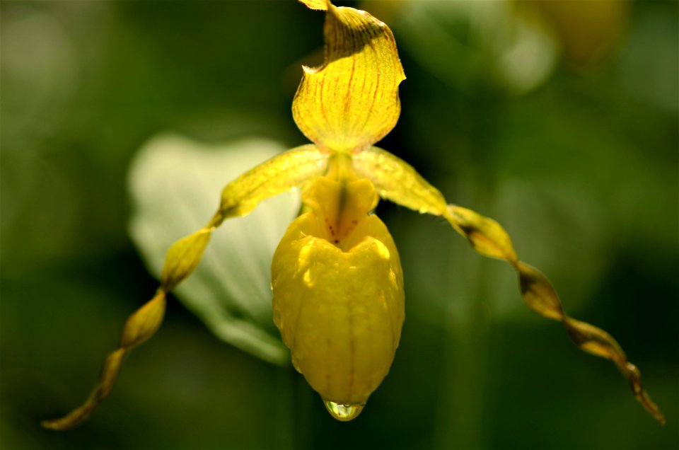 Yellow lady slipper in bloom