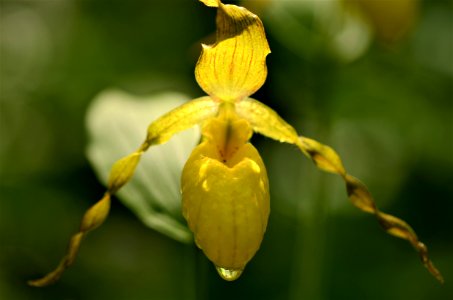 Yellow lady slipper in bloom
