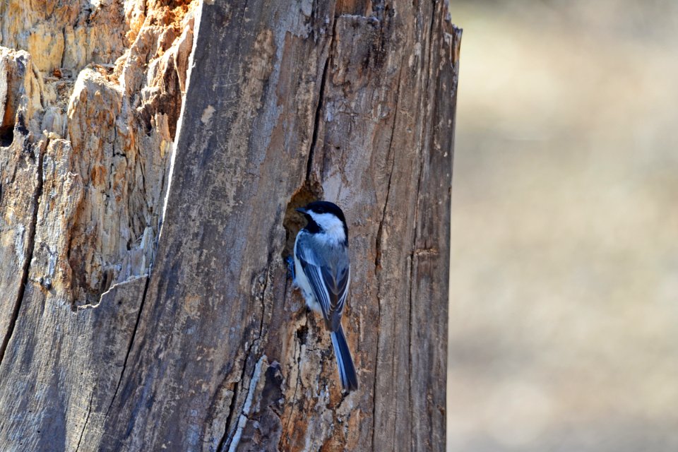 Black-capped Chickadee photo