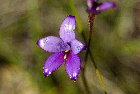 Flower nature macro photo