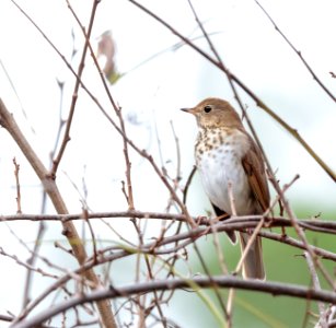 Hermit Thrush photo