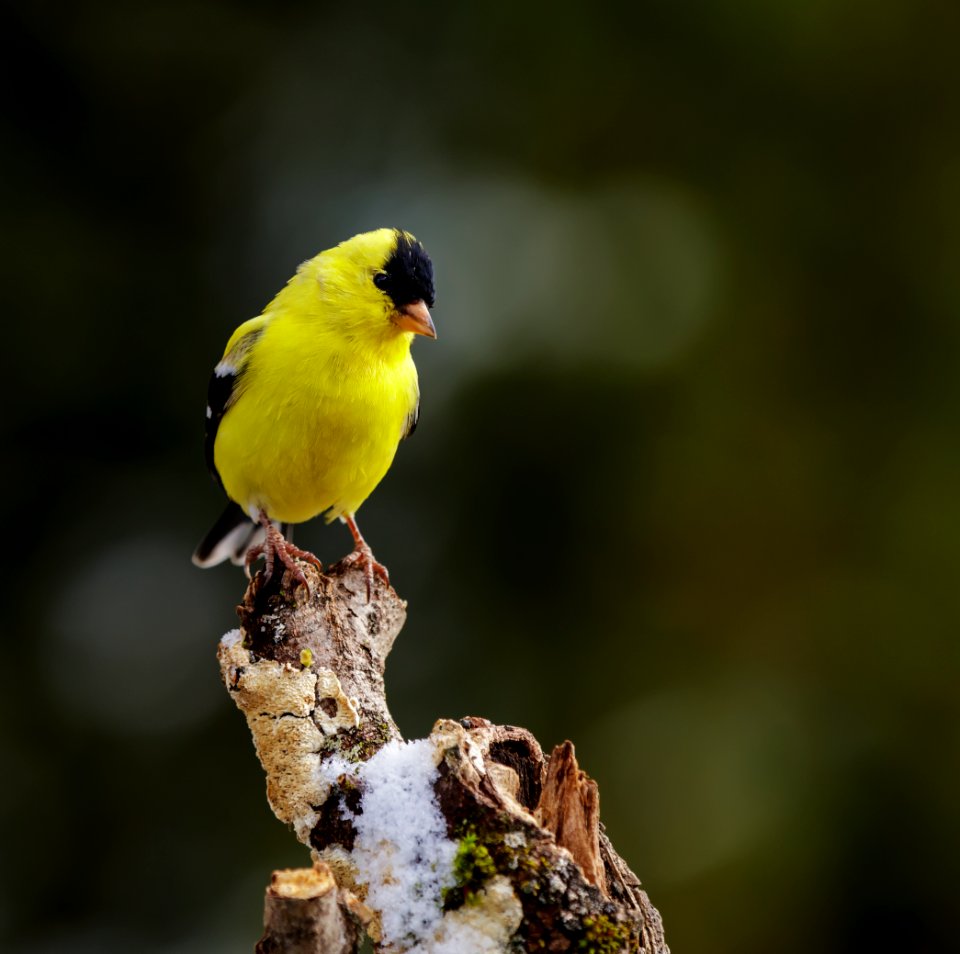 American Goldfinch