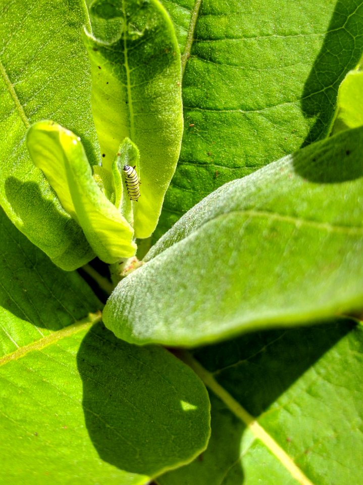 Young Monarch Caterpillar in Minnesota