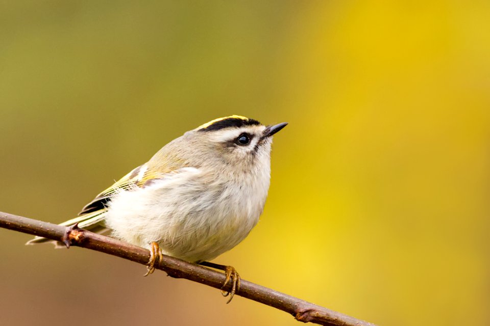 Golden-crowned Kinglet