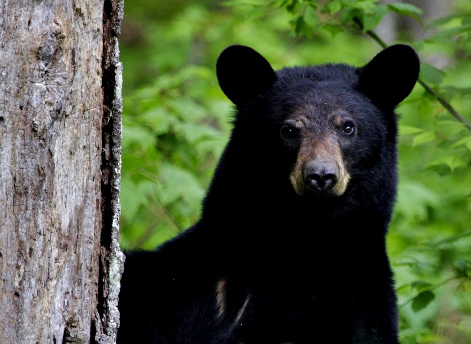 American Black Bear