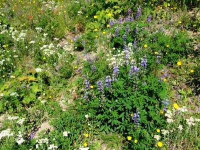 Wildflowers at Mt. St. Helens NM in WA