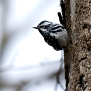 Black-and-white Warbler photo