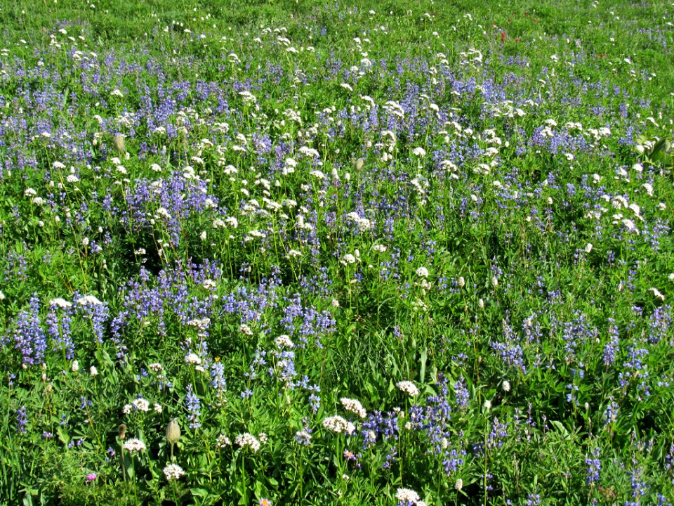 Wildflowers on Skyline Trail at Mt. Rainier NP in WA