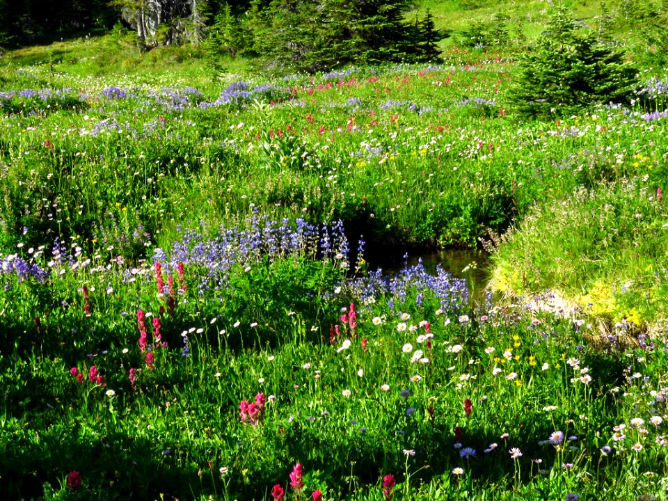 Wildflowers at Mt. Rainier NP in WA