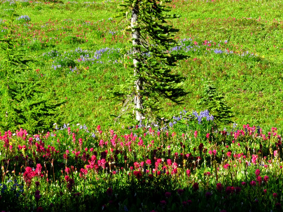 Wildflowers at Mt. Rainier NP in WA