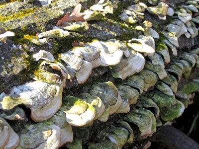 Fungus amongus photo