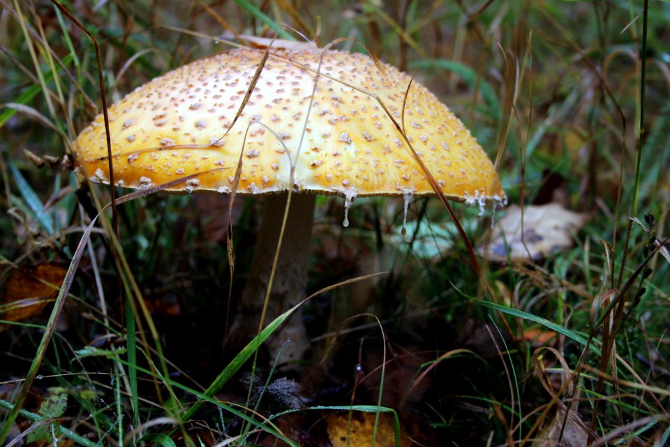 Fly agaric mushroom