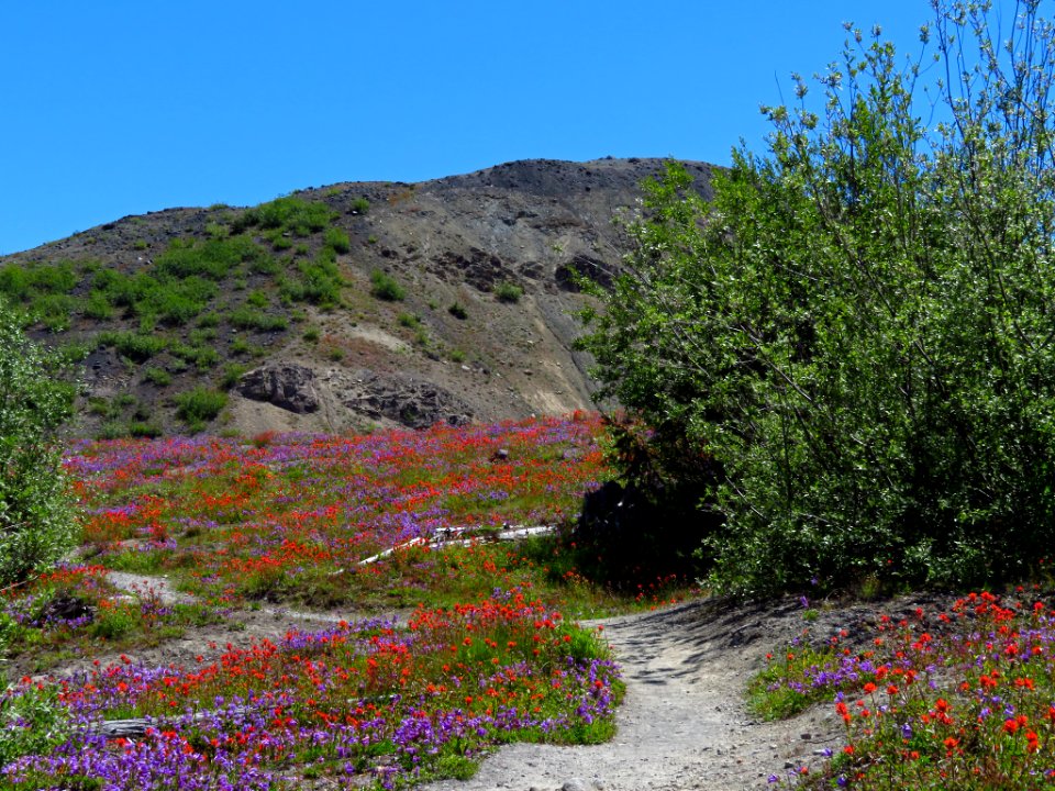 Wildflowers at Mt. St. Helens NM in WA