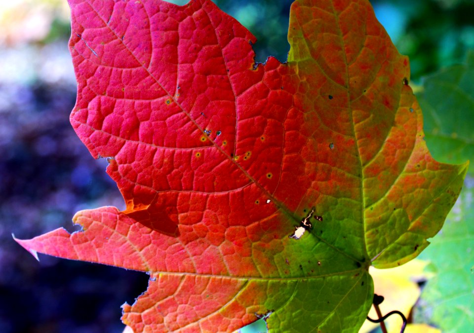Multi-color maple leaf