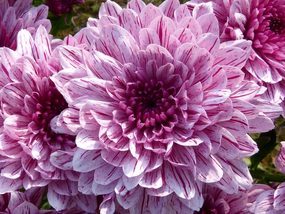 Bloom nature flower