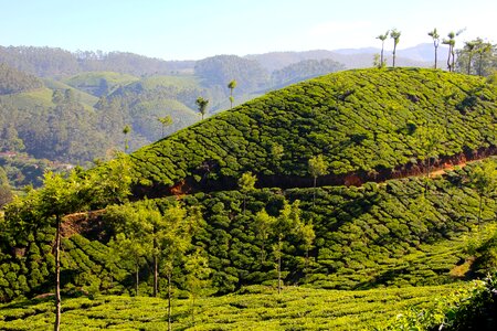 Tea plantation india cultivation terraces photo