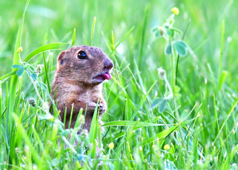 Thirteen-lined Ground Squirrel