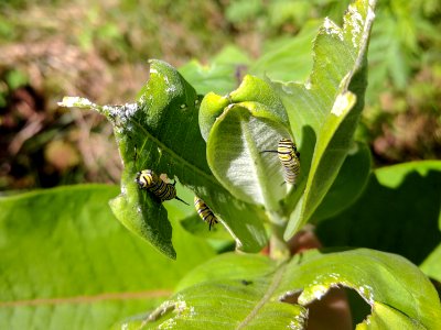 Monarch Caterpillars on Common Milkweed photo