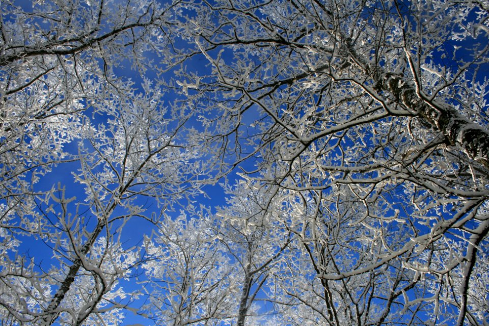 Winter Trees photo